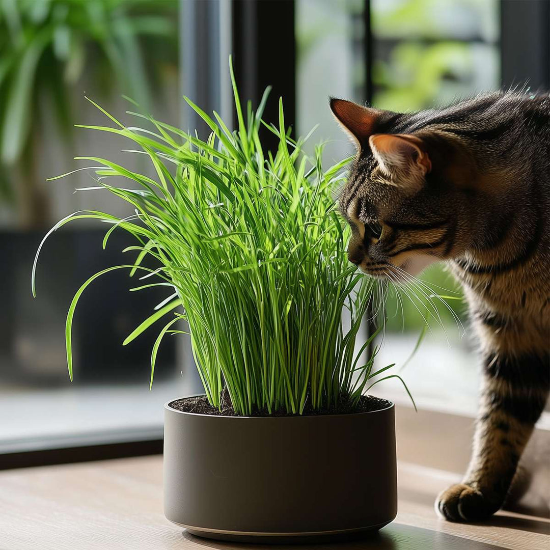 Cyperus - Set van 4 - Kattengras