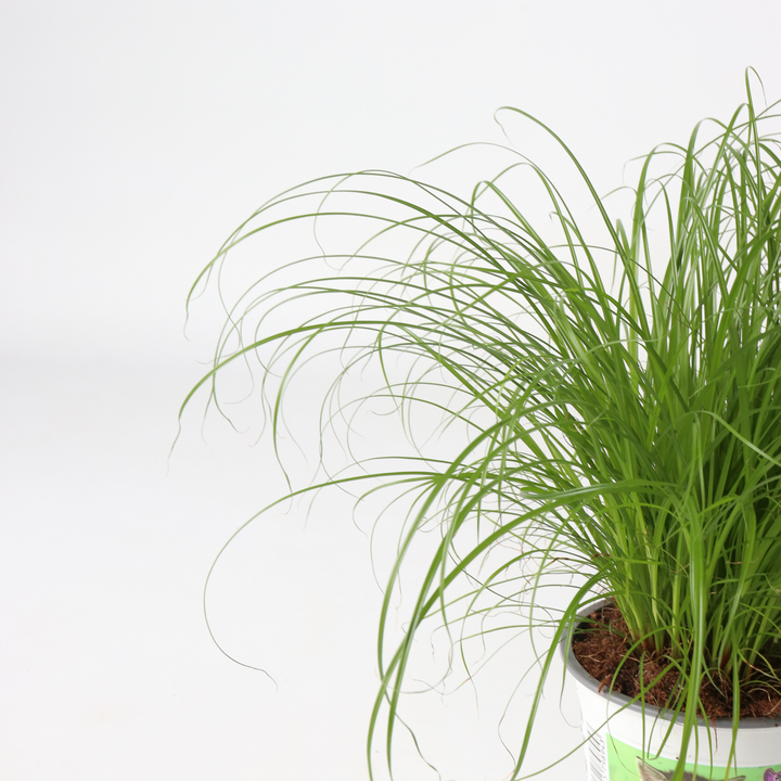 Cyperus - Set van 4 - Kattengras