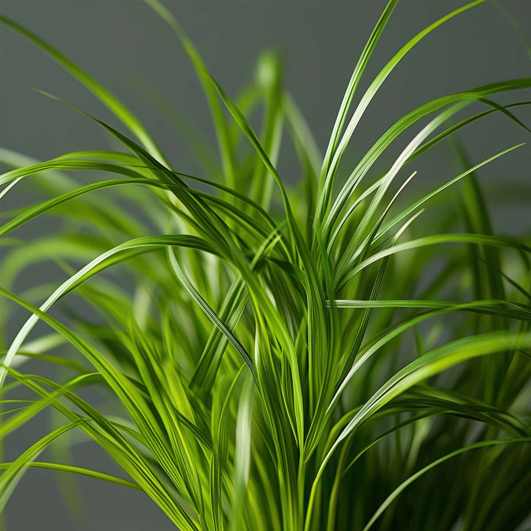 Cyperus - Set van 4 - Kattengras