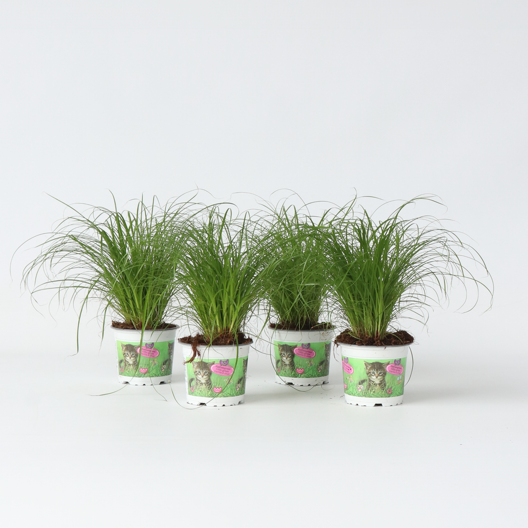 Cyperus - Set van 4 - Kattengras