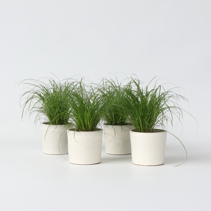 Cyperus - Set van 4 - Kattengras