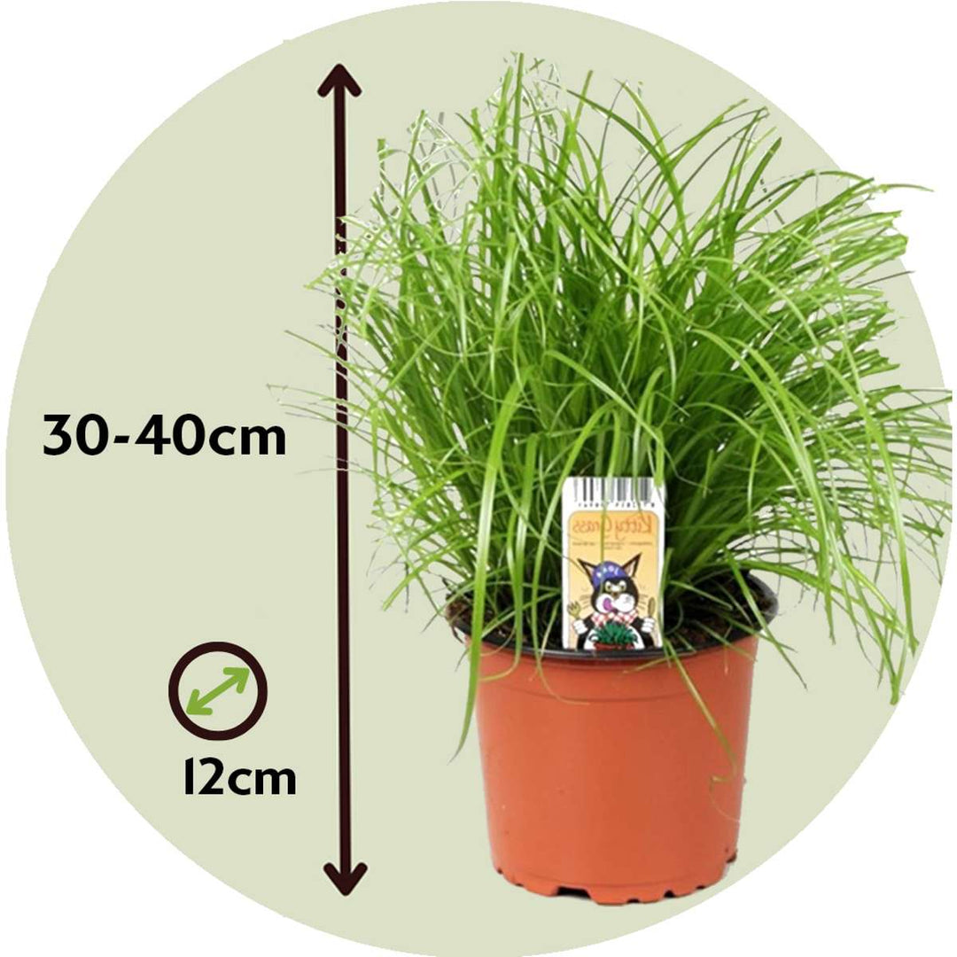 Cyperus - Set van 4 - Kattengras