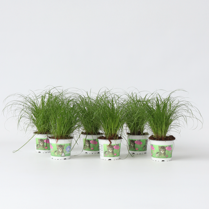 Cyperus - Set van 6 - Kattengras