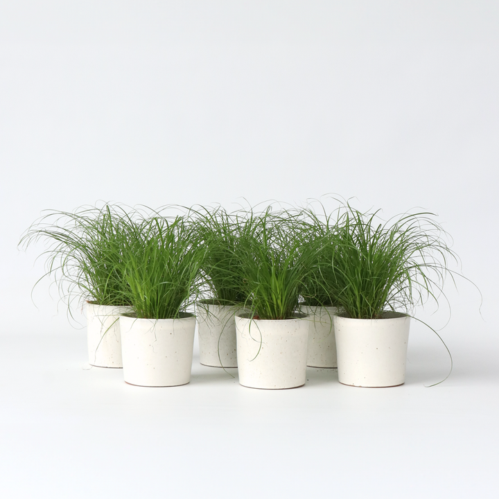 Cyperus - Set van 6 - Kattengras