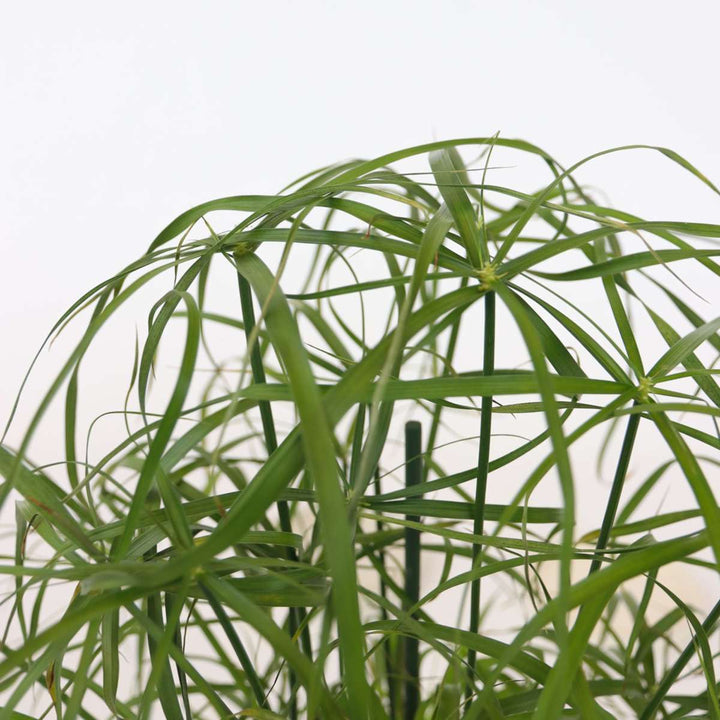 Cyperus alternifolius - Set van 4 - Parapluplant