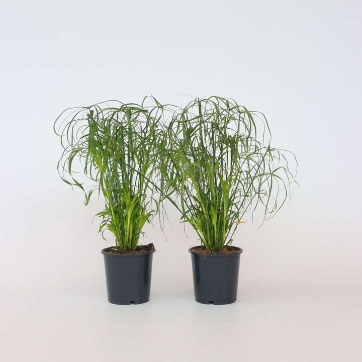 Cyperus alternifolius - Set van 4 - Parapluplant