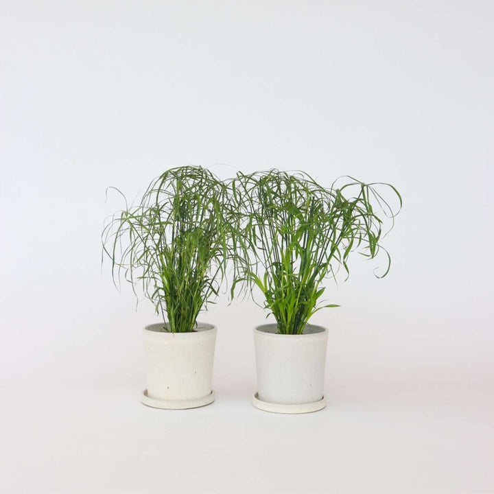 Cyperus alternifolius - Set van 4 - Parapluplant