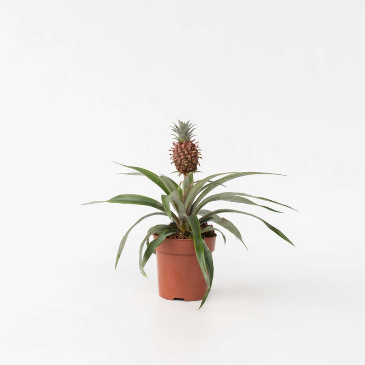 Ananasplant 'Mi Amigo' - Kamerplant