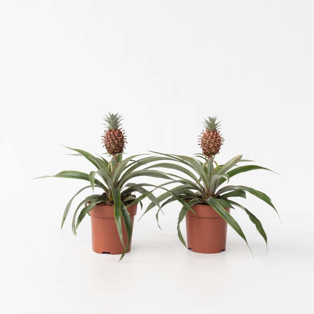 Ananasplant 'Mi Amigo' - Set van 2 - Kamerplant