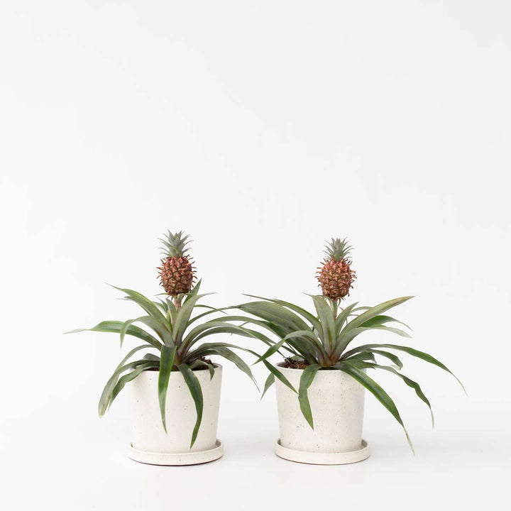 Ananasplant 'Mi Amigo' - Set van 2 - Kamerplant