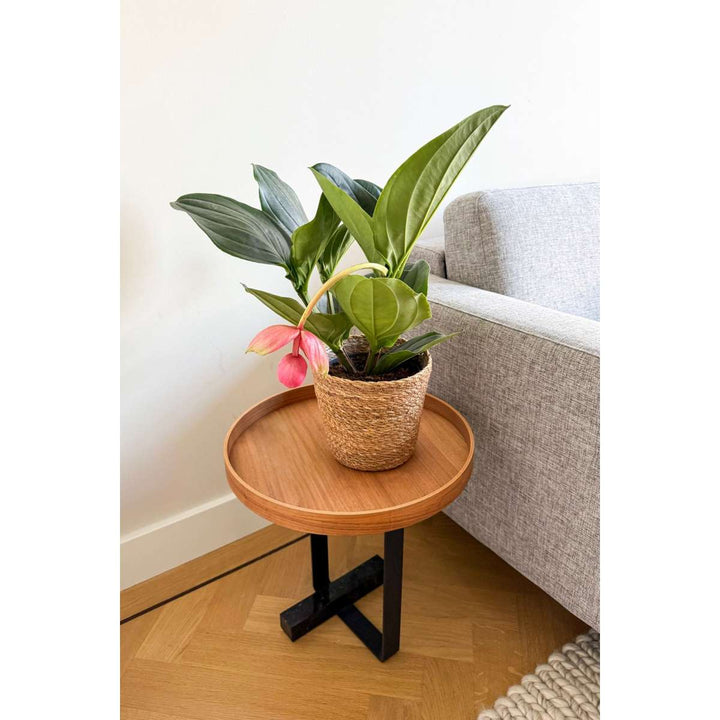 Medinilla Magnifica 'Lambada' - FloraStore