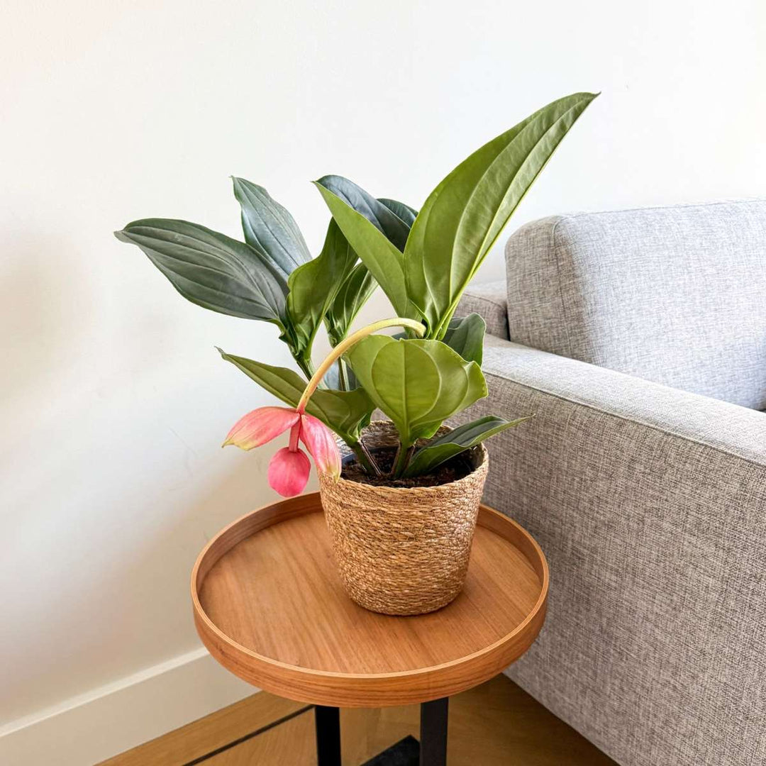 Medinilla Magnifica 'Flamenco' - FloraStore