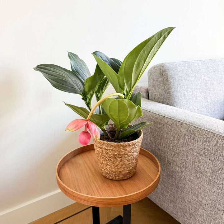 Medinilla Magnifica 'Flamenco' - FloraStore