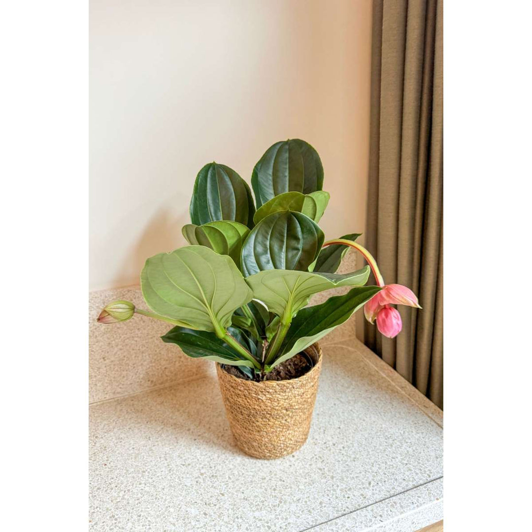 Medinilla Magnifica 'Lambada' - FloraStore