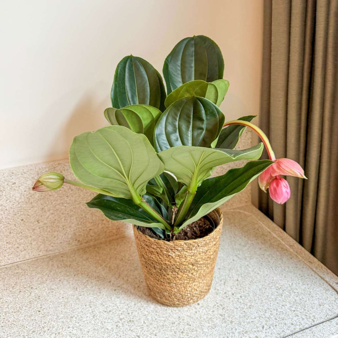 Medinilla Magnifica 'Flamenco' - FloraStore