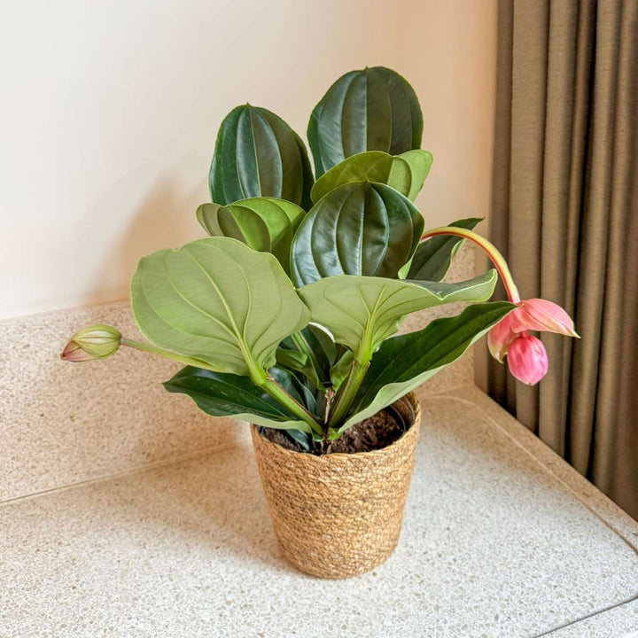 Medinilla Magnifica 'Flamenco' - FloraStore