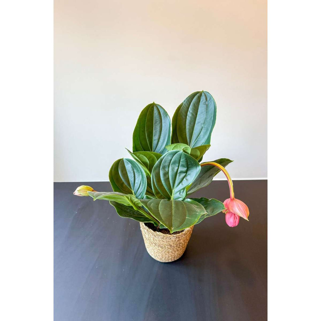 Medinilla Magnifica 'Lambada' - FloraStore