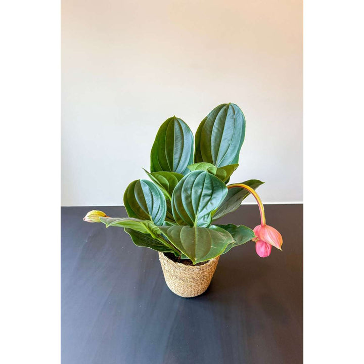 Medinilla Magnifica 'Lambada' - FloraStore