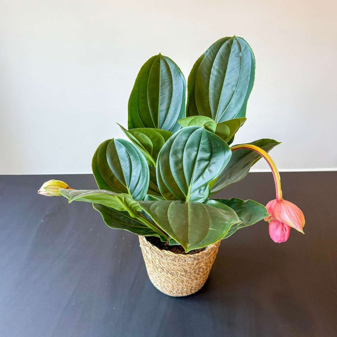 Medinilla Magnifica 'Flamenco' - FloraStore