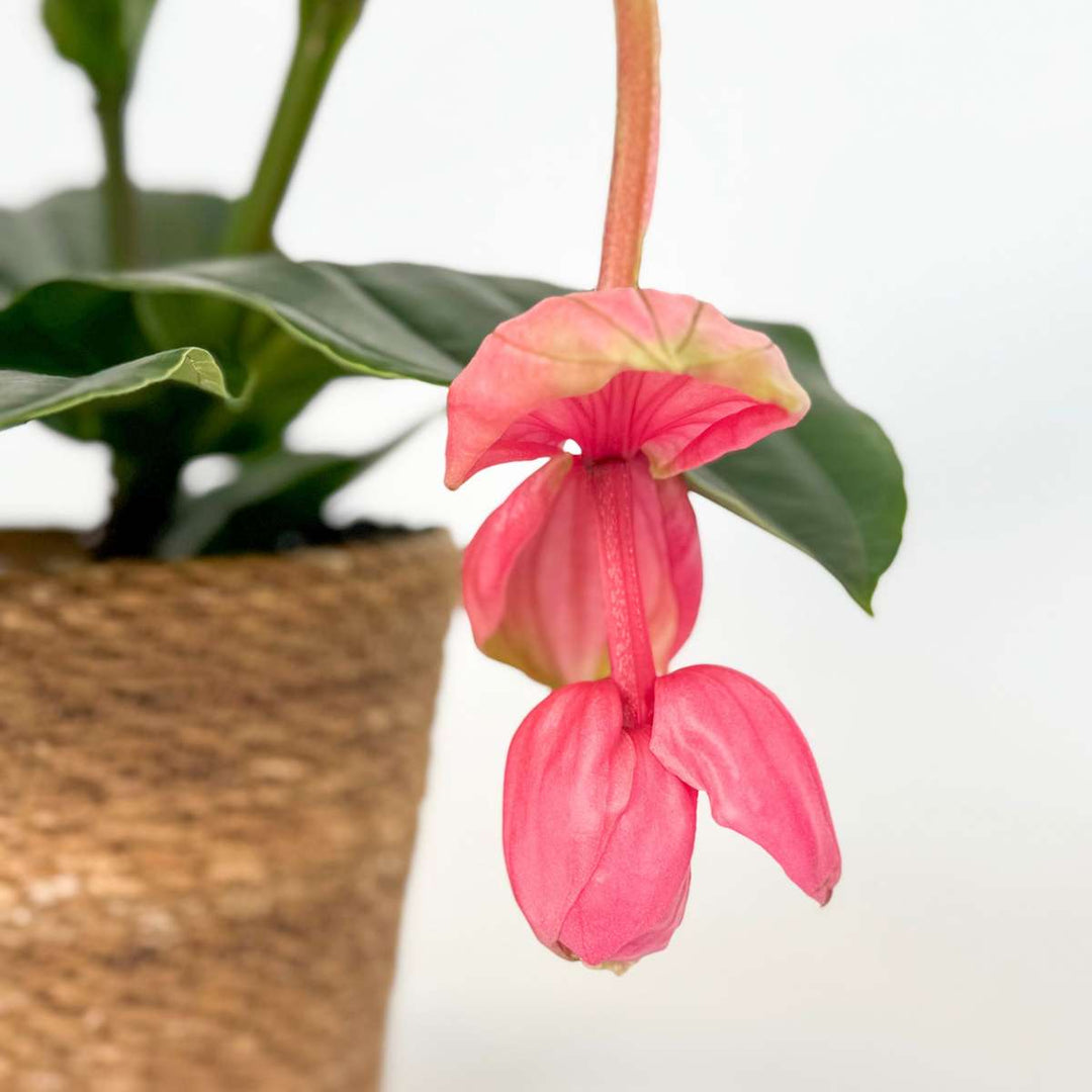 Medinilla Magnifica 'Flamenco' - FloraStore