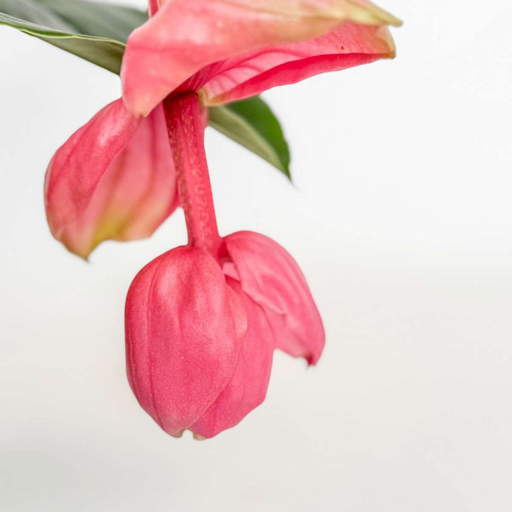 Medinilla Magnifica 'Flamenco' - FloraStore