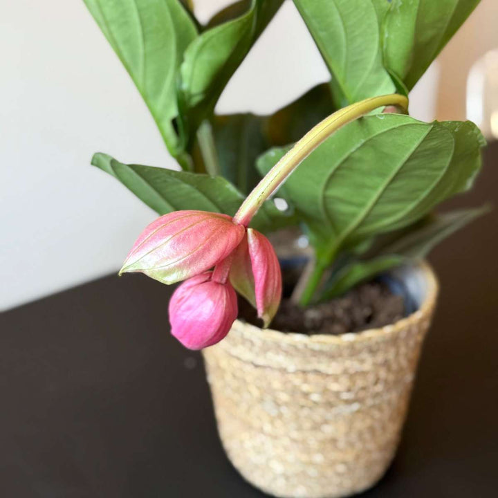 Medinilla Magnifica 'Flamenco' - FloraStore