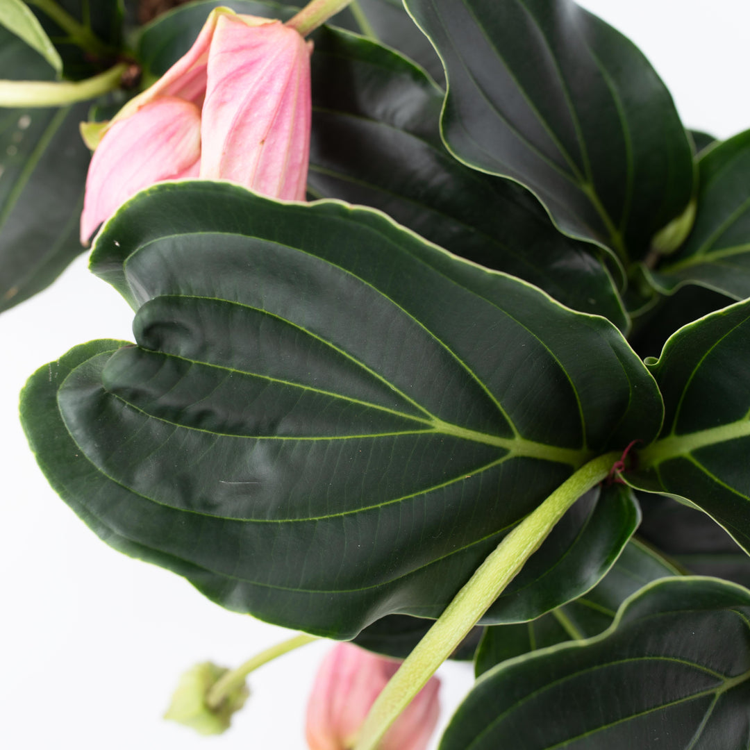 Medinilla Magnifica - Kamerplant - Trosbloem