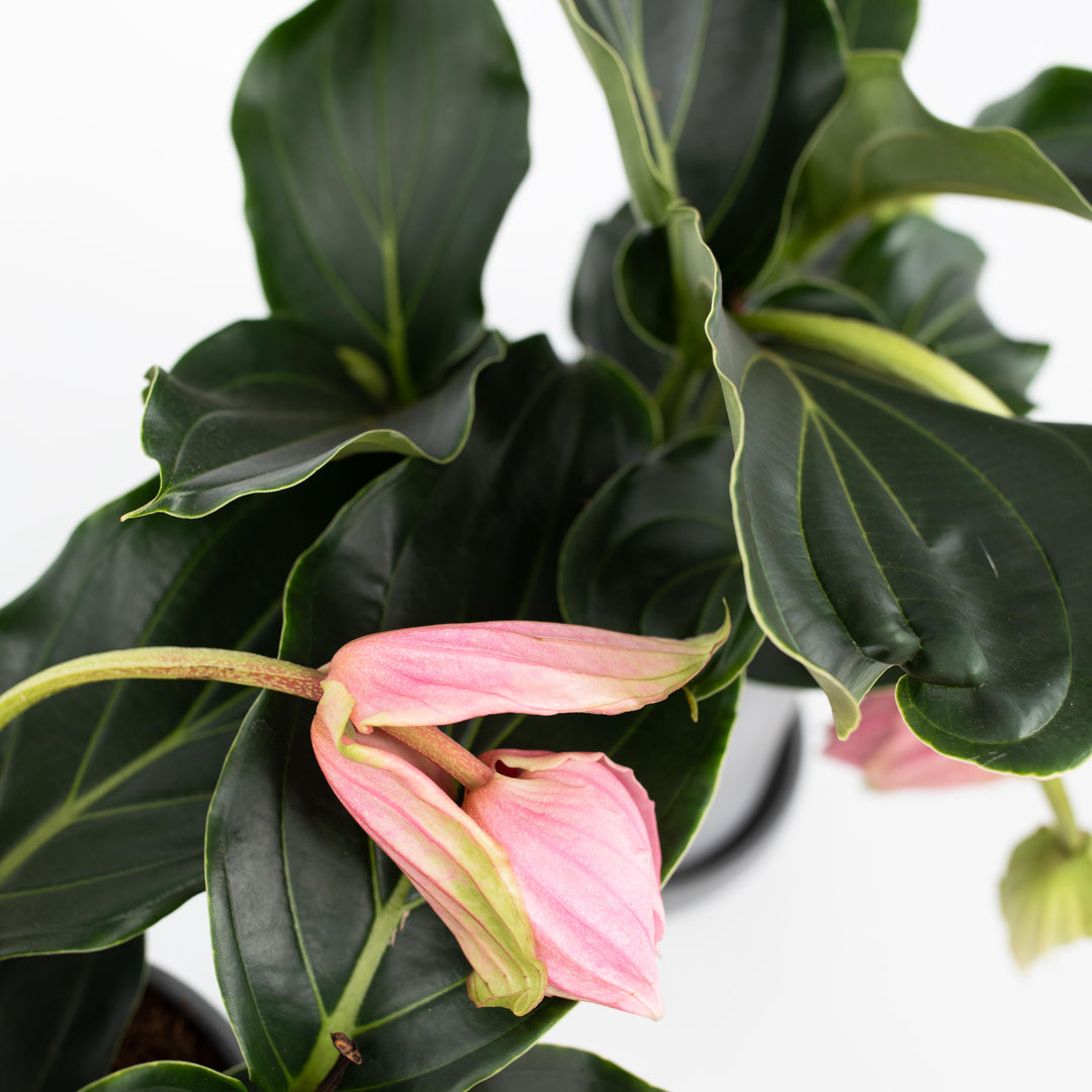 Medinilla Magnifica - Kamerplant - Trosbloem