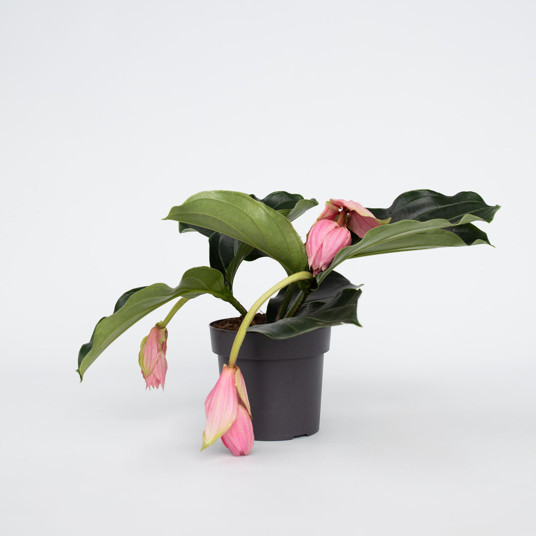 Medinilla Magnifica - Kamerplant - Trosbloem