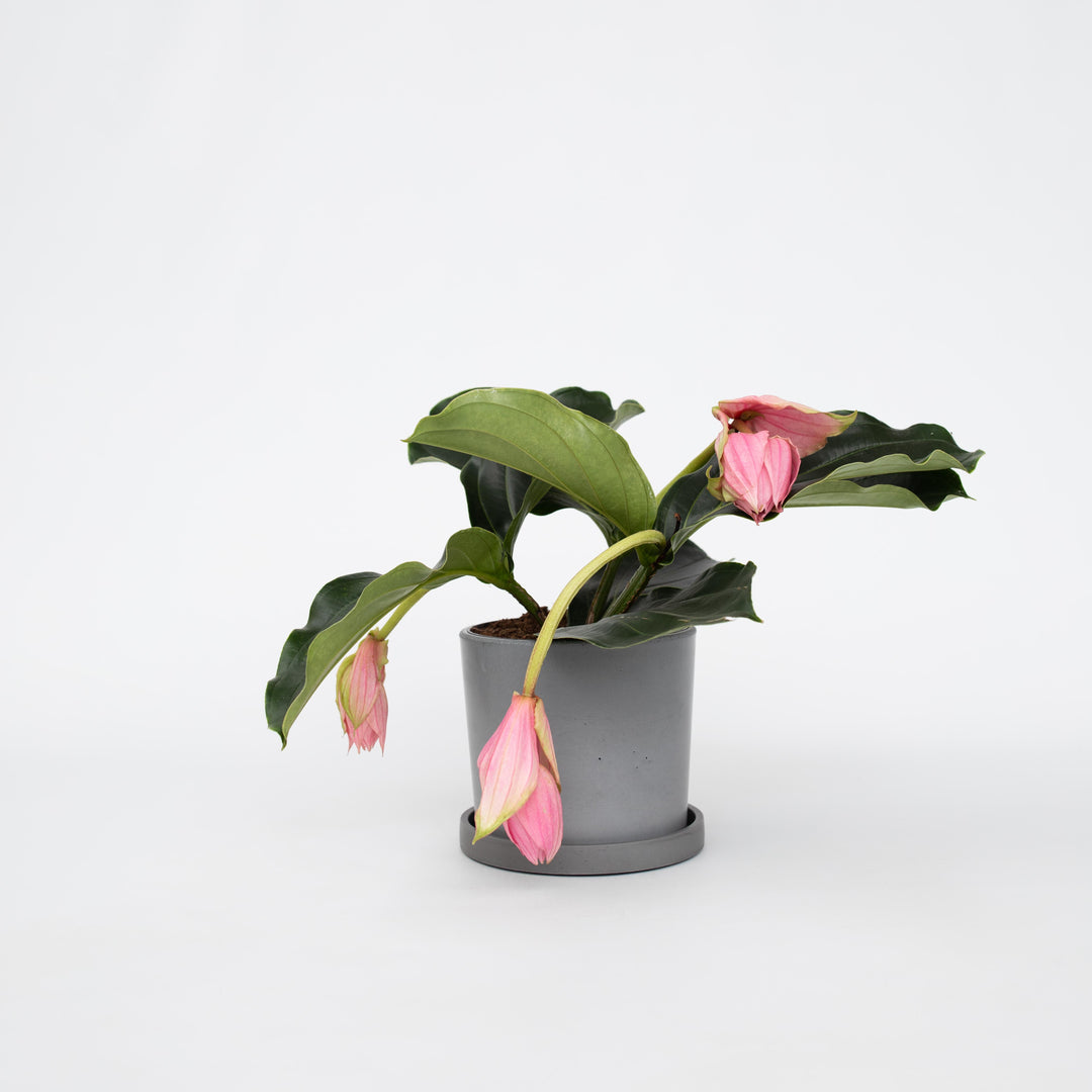 Medinilla Magnifica - Kamerplant - Trosbloem