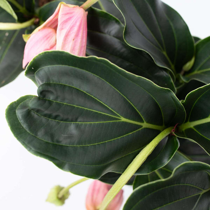 Medinilla Magnifica - 2 stuks - Kamerplant - Trosbloem