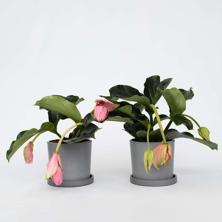 Medinilla Magnifica - 2 stuks - Kamerplant - Trosbloem