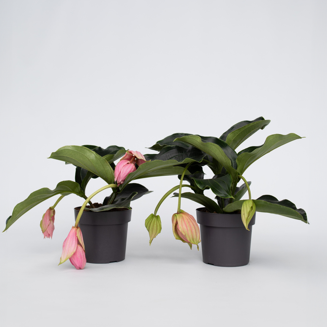 Medinilla Magnifica - 2 stuks - Kamerplant - Trosbloem