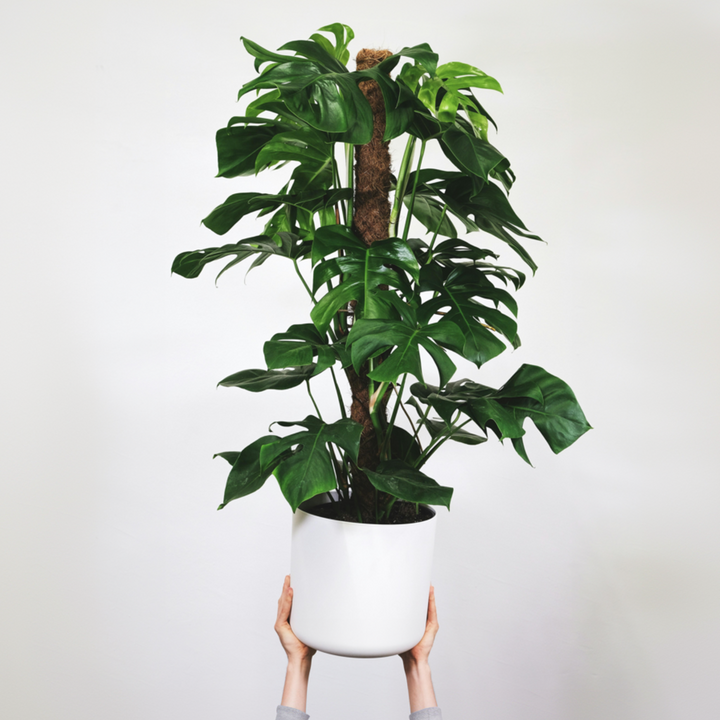 Monstera Monkey Mask - Mosstok - Rimpelgatenplant