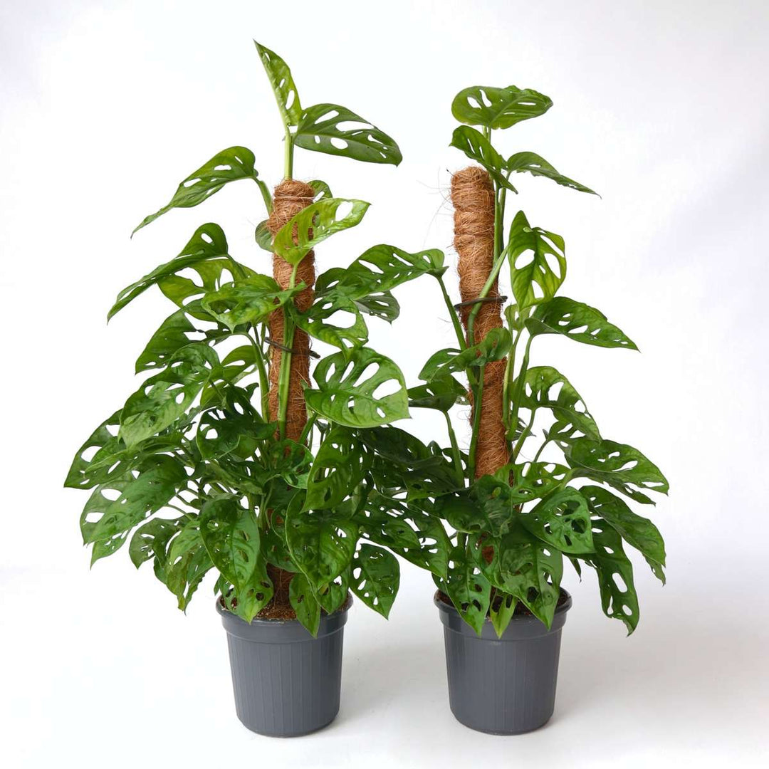 Monstera Monkey Mask - Set van 2 - Mosstok