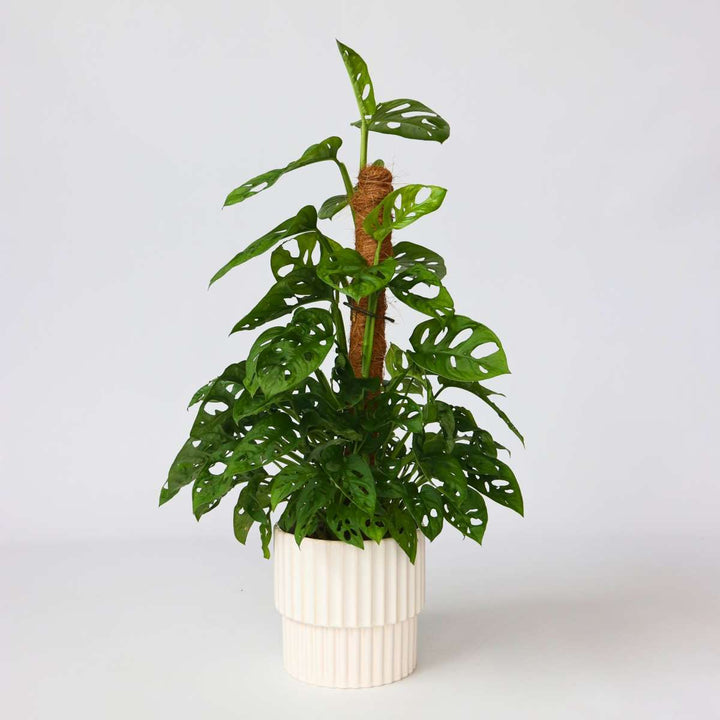 Monstera Monkey Mask - Mosstok - Rimpelgatenplant