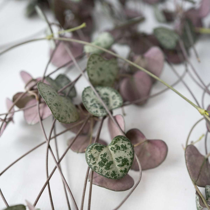 Ceropegia Woodii - Chinees Lantaarnplantje