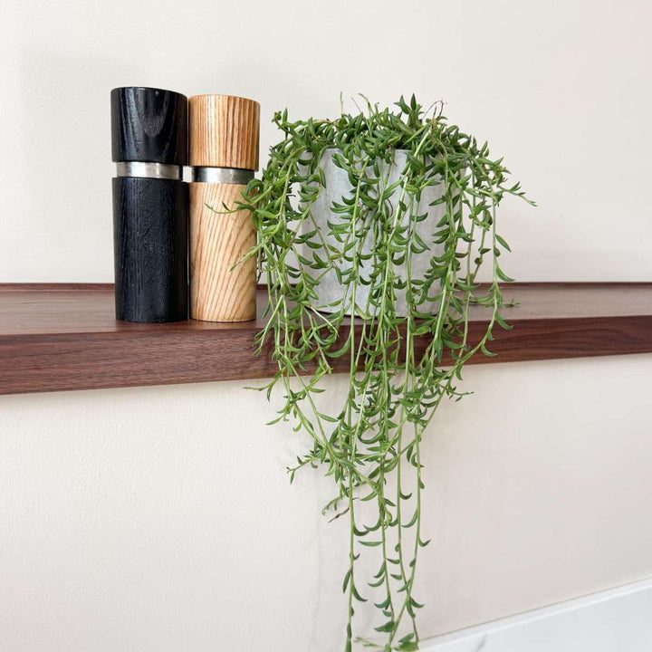 Senecio Radicans - Bananenketting