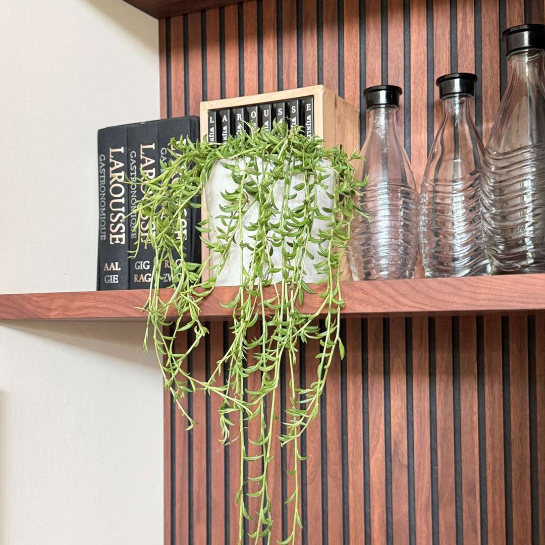 Senecio Radicans - Bananenketting