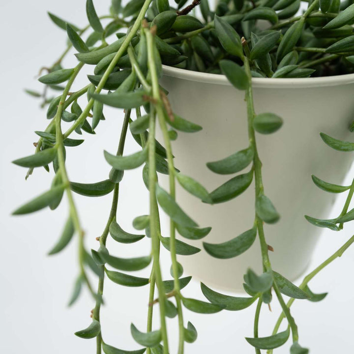 Senecio Radicans - Bananenketting