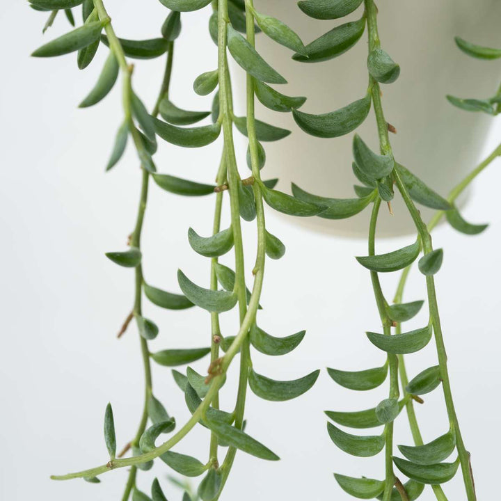 Senecio Radicans - Bananenketting