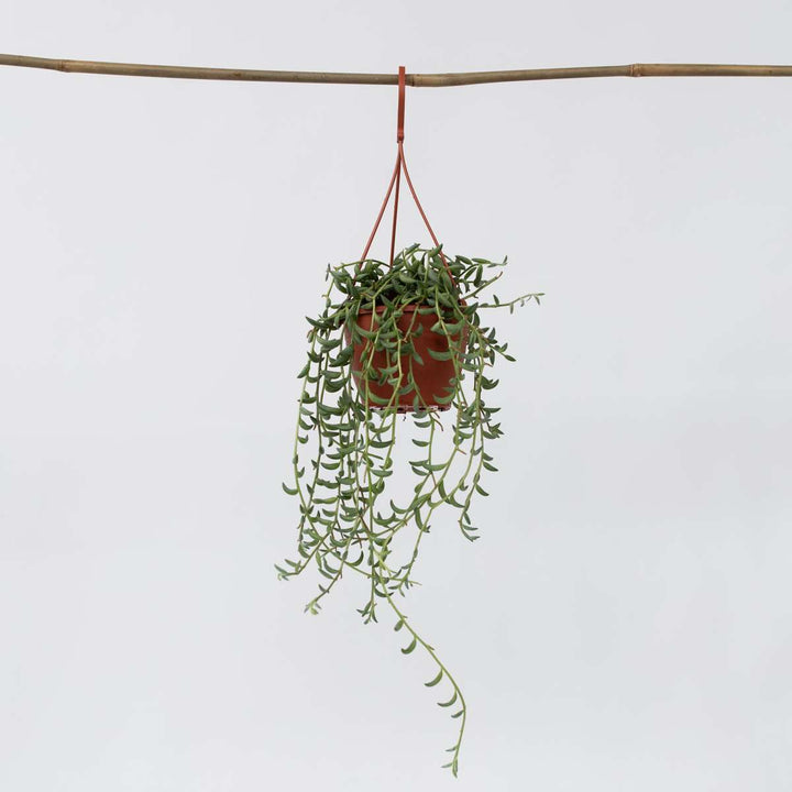 Senecio Radicans - Bananenketting