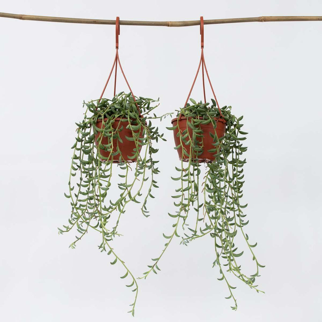 Senecio Radicans - Set van 2 - Bananenketting