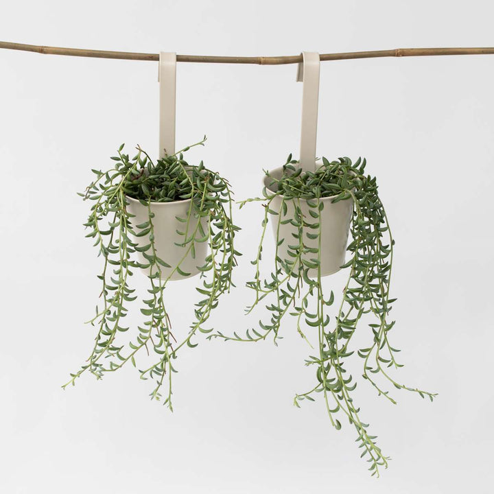 Senecio Radicans - Set van 2 - Bananenketting