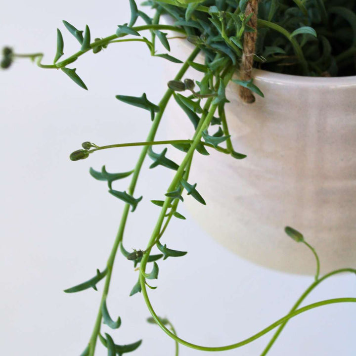 Senecio Peregrinus - Dolfijnenplant