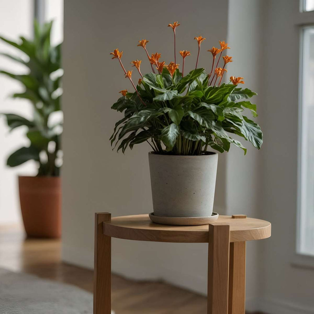 Calathea 'Crocata' - Luchtzuiverend