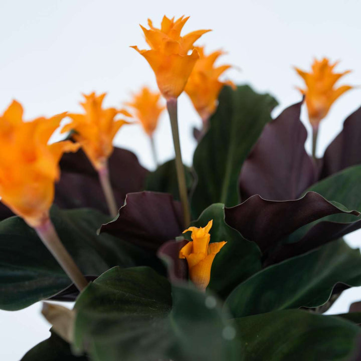 Calathea 'Crocata' - Luchtzuiverend