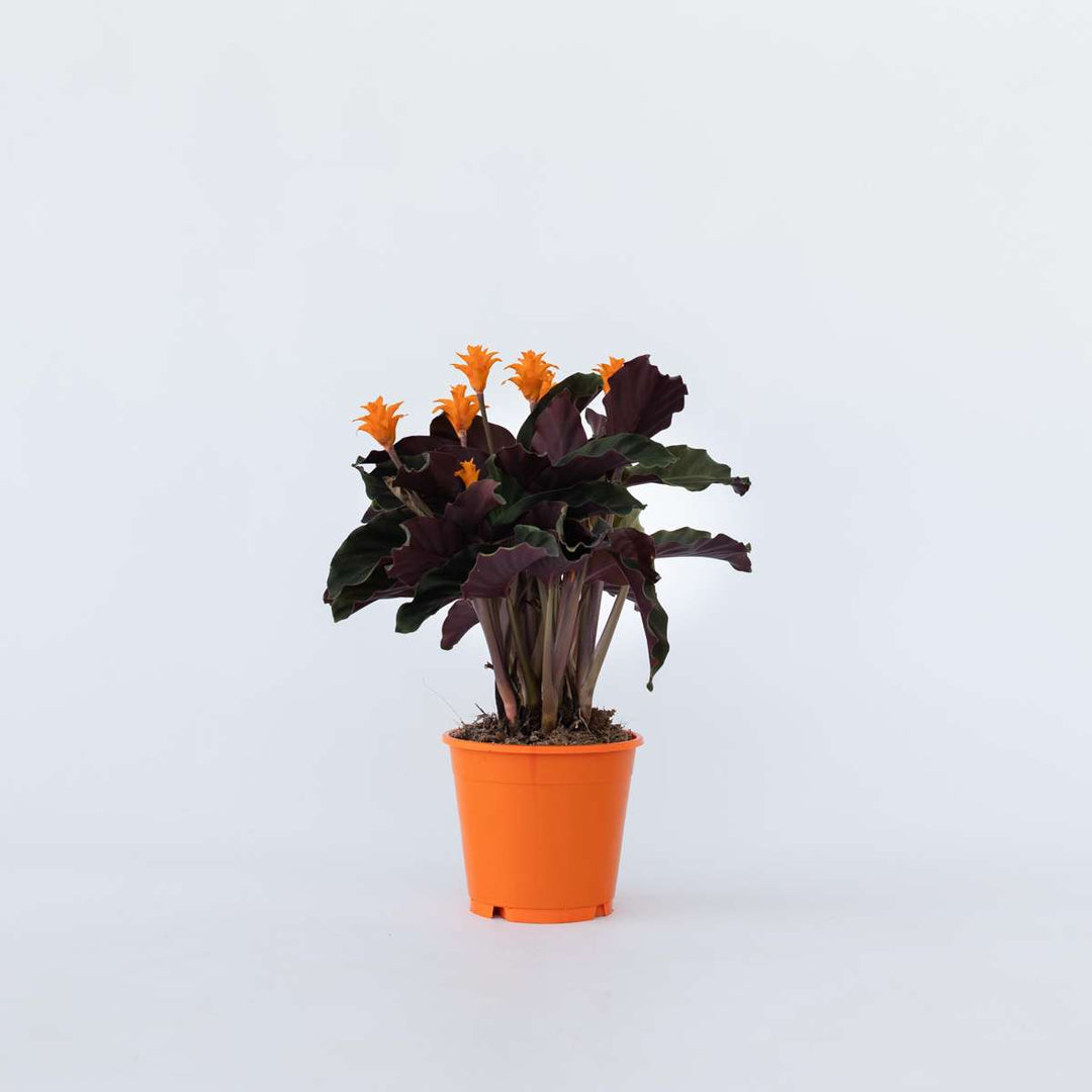 Calathea 'Crocata' - Luchtzuiverend