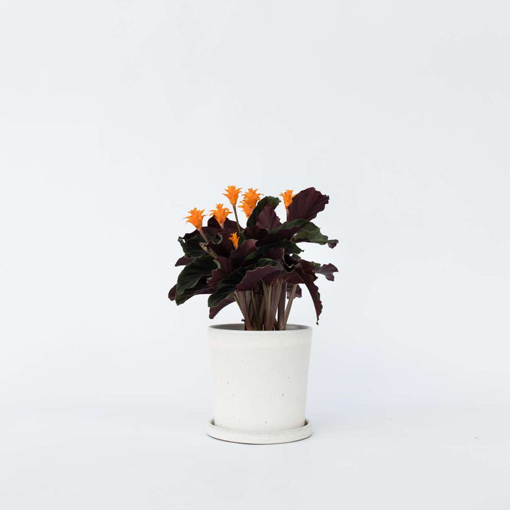 Calathea 'Crocata' - Luchtzuiverend