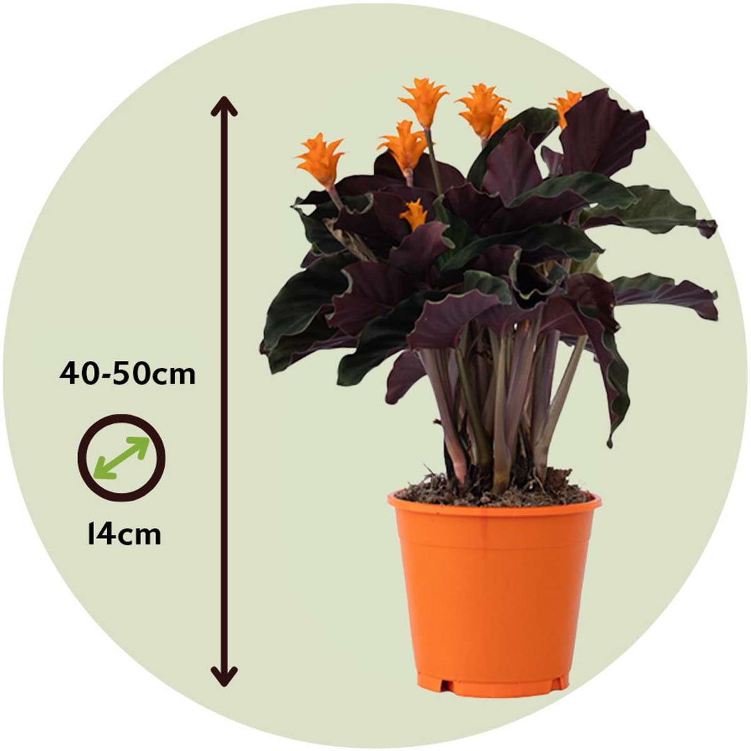 Calathea 'Crocata' - Luchtzuiverend